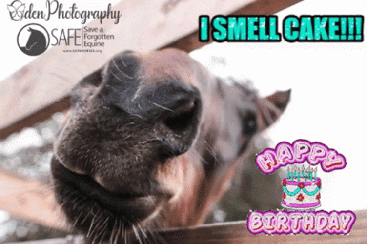 Happy Birthday Horse I Smell Cake GIF