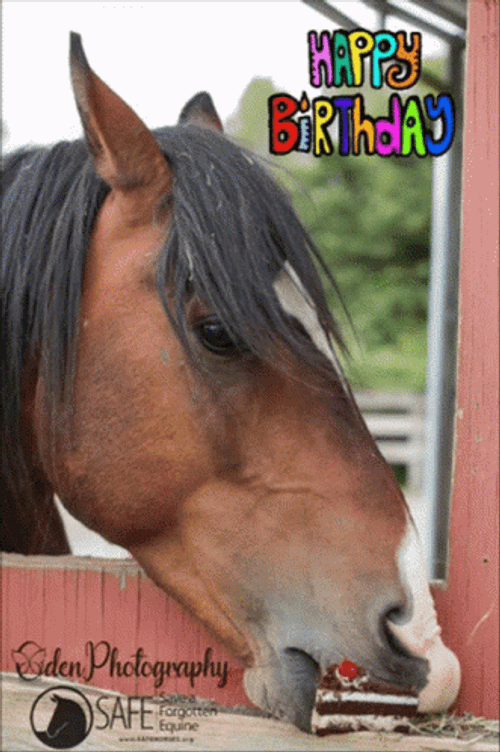 Happy Birthday Horse Opening Mouth Funny GIF