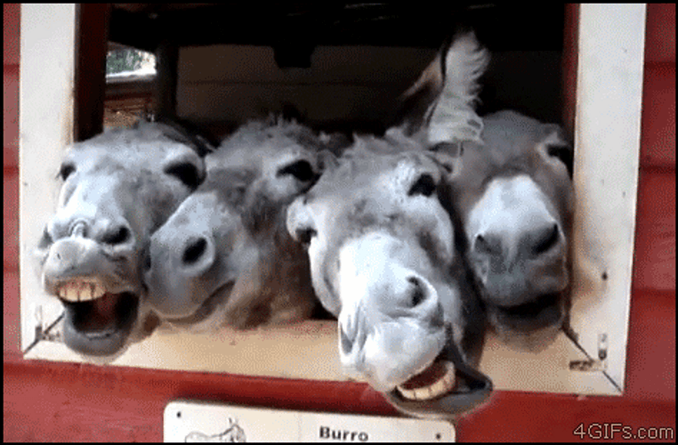 Happy Birthday Horses On Barn Funny Faces GIF