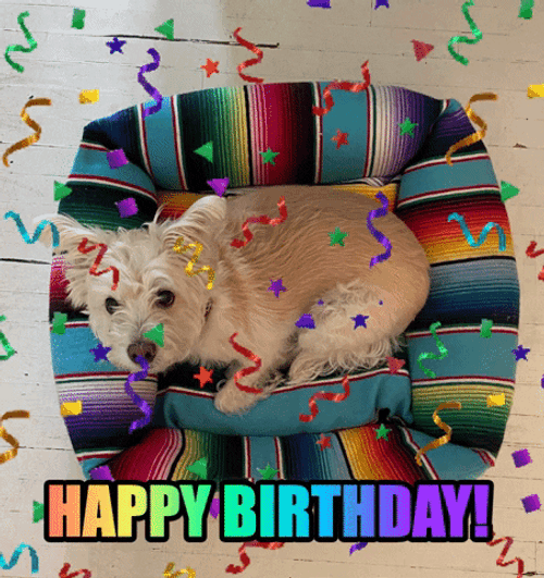 Happy Birthday Lying And Staring Dog GIF