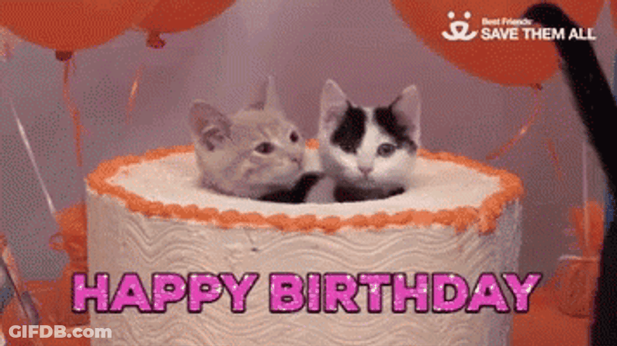 Happy Birthday Party Animal Cake Kittens GIF