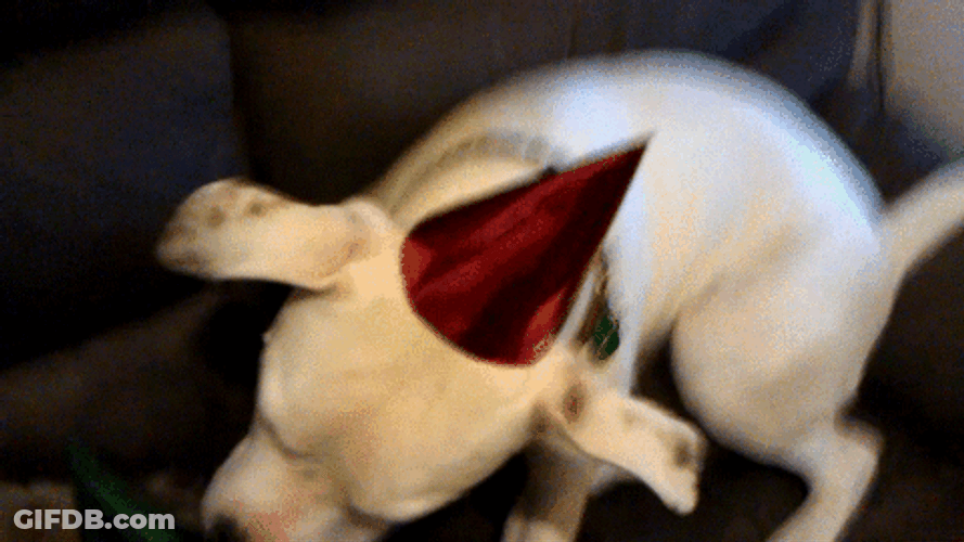 Happy Birthday Playing Dogs GIF