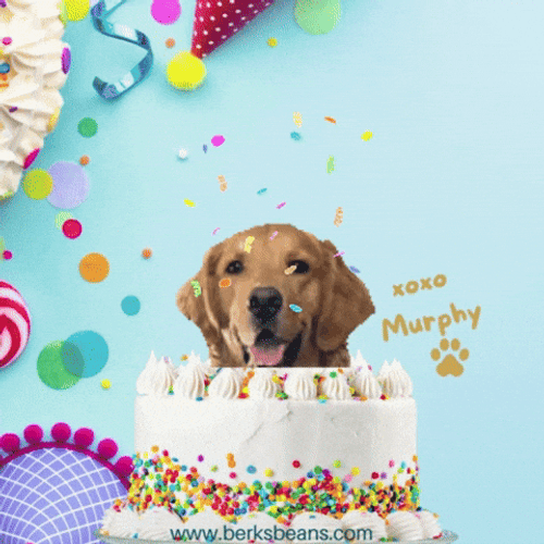 Happy Birthday Ptsd Dog GIF