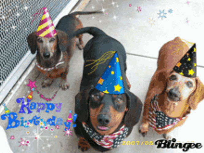 Happy Birthday Puppies Dachshunds Wearing Party Hats GIF