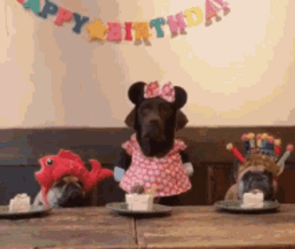 Happy Birthday Puppies Wearing Party Attires Devouring Cake GIF