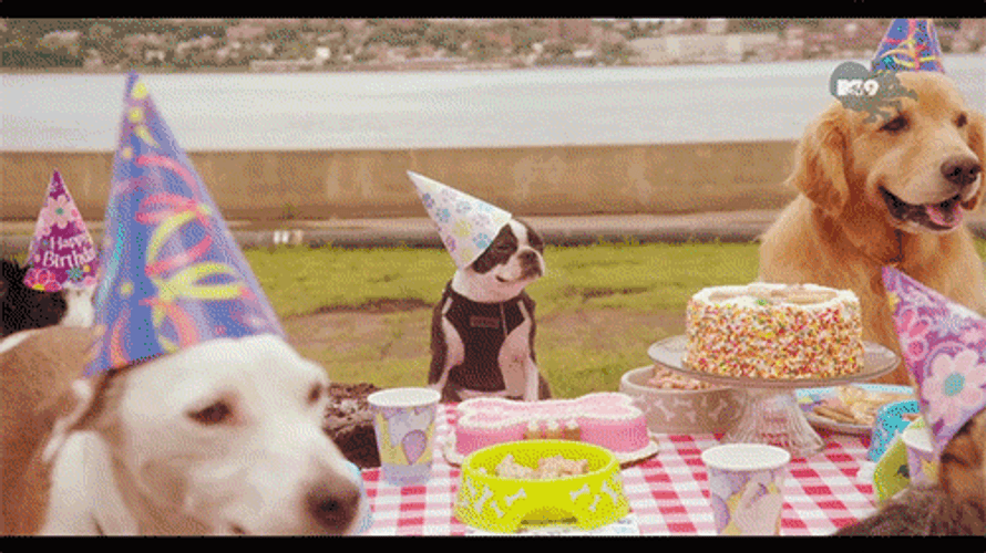 Happy Birthday Puppy And Dogs Celebration Party GIF