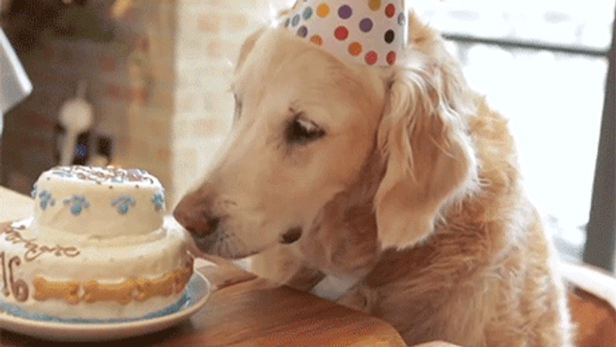 Happy Birthday Puppy Golden Retriever Eating Cake GIF
