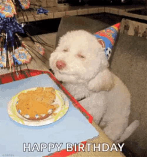 Happy Birthday Puppy Grinning And Wagging Tail GIF