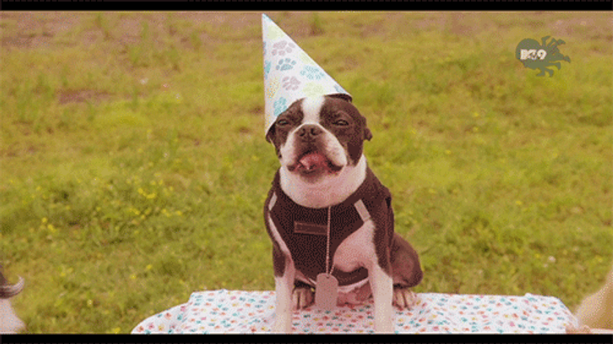 Happy Birthday Puppy Pug With Party Hat GIF