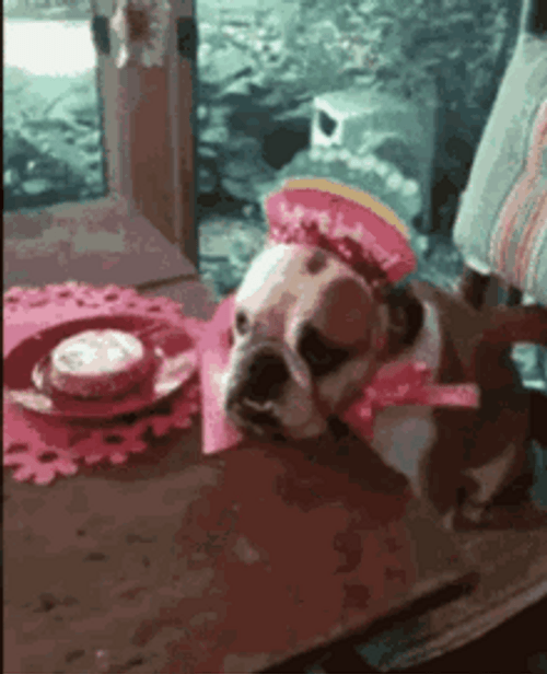 Happy Birthday Puppy Sad And Feeling Lethargic GIF