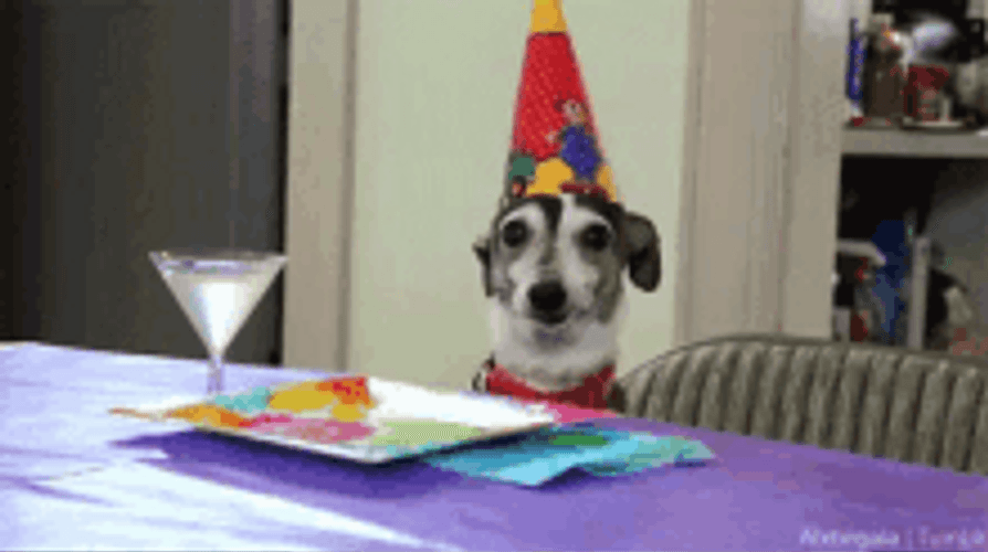 Happy Birthday Puppy Wearing Party Hat Moving Ears GIF