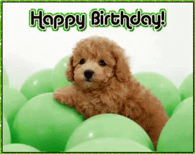 Happy Birthday Puppy Whoodle Playing With Balloons GIF