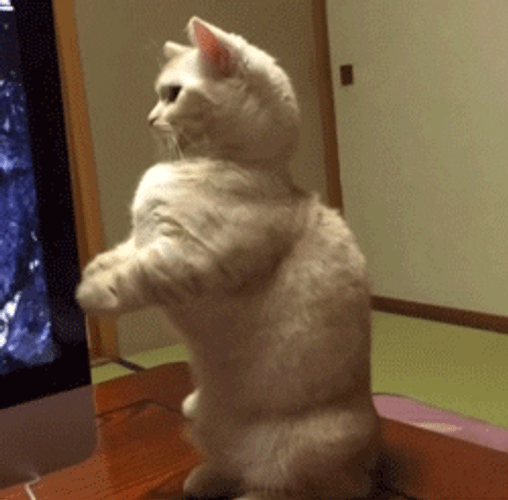 Happy Birthday Shocked Cat GIF