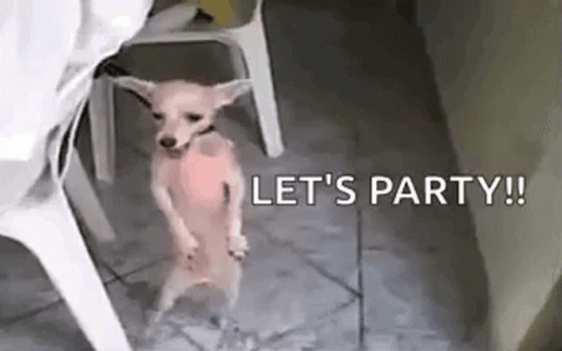 Happy Birthday Sister Funny Meme Small Dog Dancing GIF