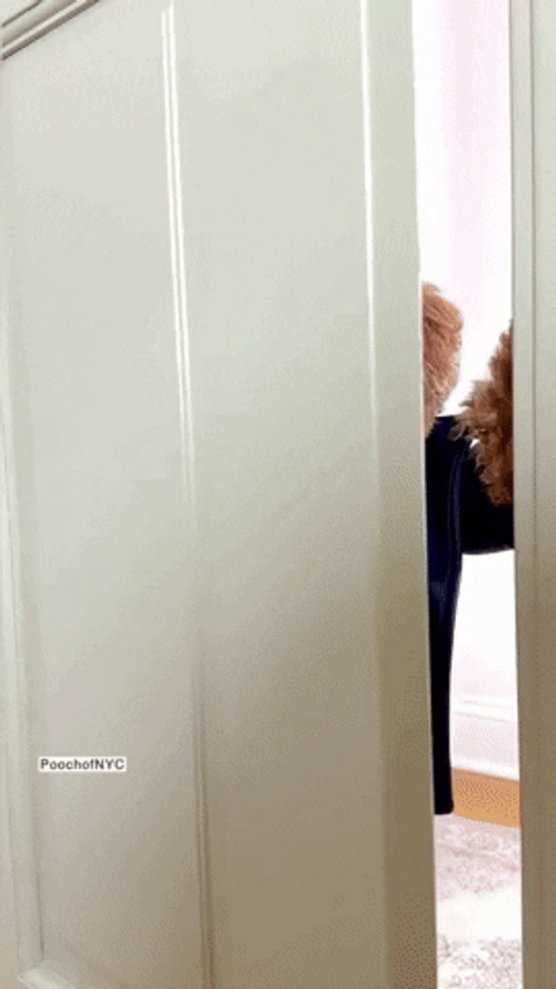 Happy Birthday To Me Puppy Party GIF