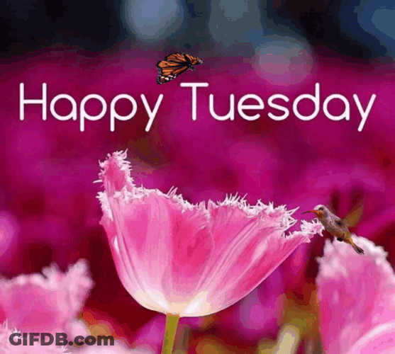 Happy Blessed Tuesday Pink Flowers GIF