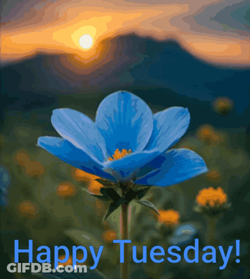 Happy Blessed Tuesday Pretty Blue Flowers GIF