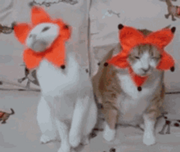 Happy Cat Funny Clown Costume GIF