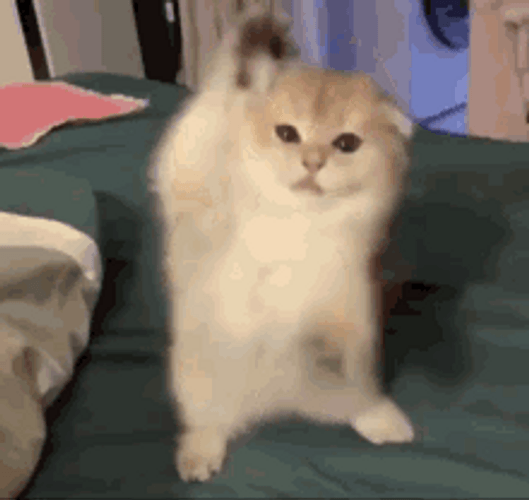 Happy Cat Funny Head Scratch GIF