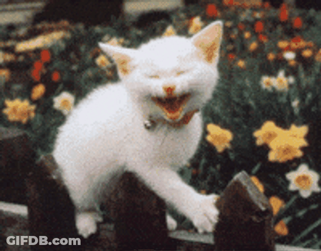 Happy Cat Funny Laughing Hehe GIF
