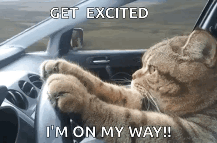 Happy Cat Get Excited Driving Car Meme GIF