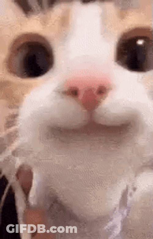Happy Cat GIF