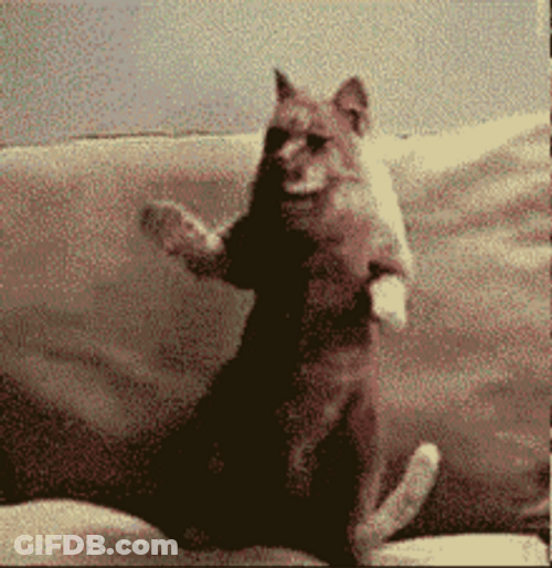 Happy Cat Hands In The Air Slow Dancing GIF