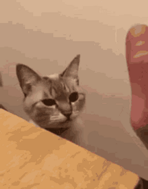 Happy Cat High Five Yeah Meow GIF