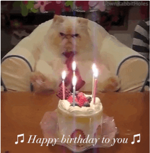 Happy Cat On Her Birthday Meme GIF