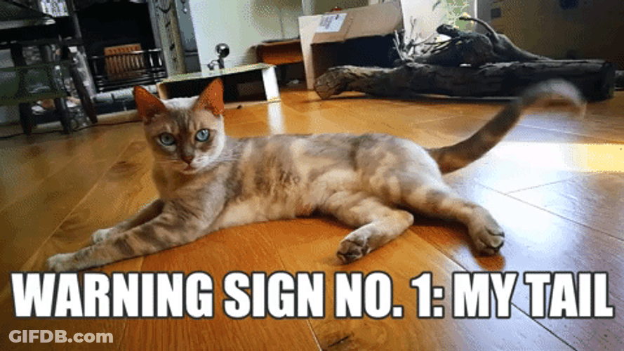 Happy Cat Pretty Tail Meme GIF