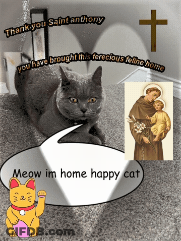 Happy Cat Says Meow I'm Home GIF