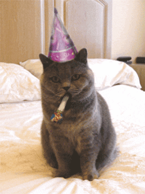 Happy Cat With Purple Party Hat Meme GIF