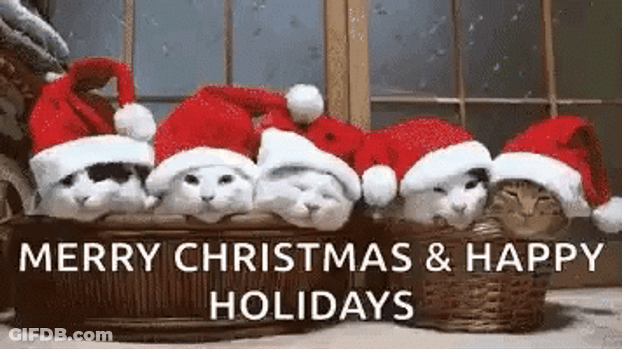 Happy Christmas Harry 5 Kittens With Santa Hat GIF