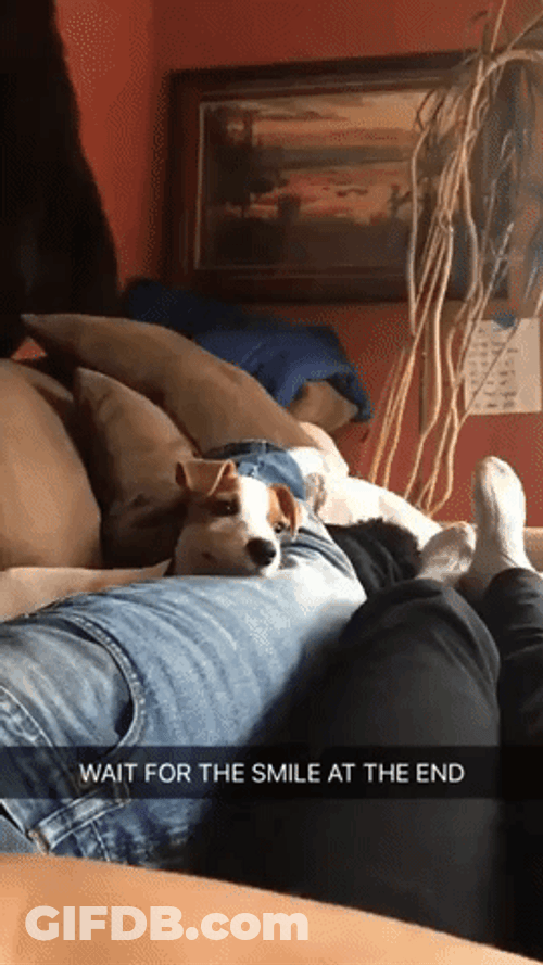 Happy Cute Adorable Dog Smile GIF