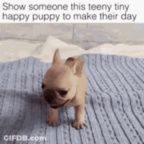 Happy Cute Dog Laugh GIF