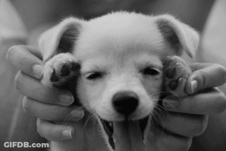 Happy Cute Dog Peekaboo GIF