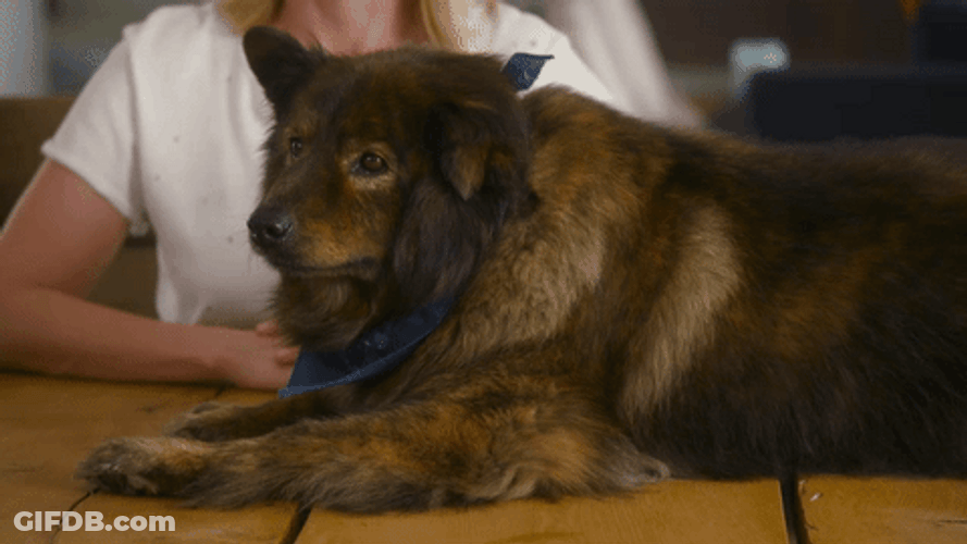Happy Cute Dog Wink Smile GIF