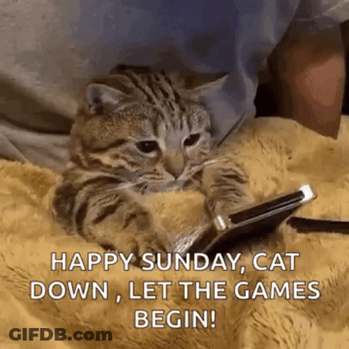 Happy Cute Sunday Cat Let The Game Begin GIF