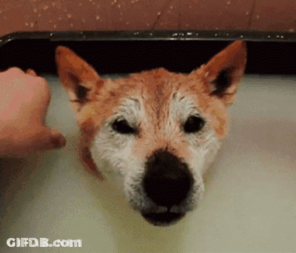 Happy Dog Bathe Cute Animal GIF