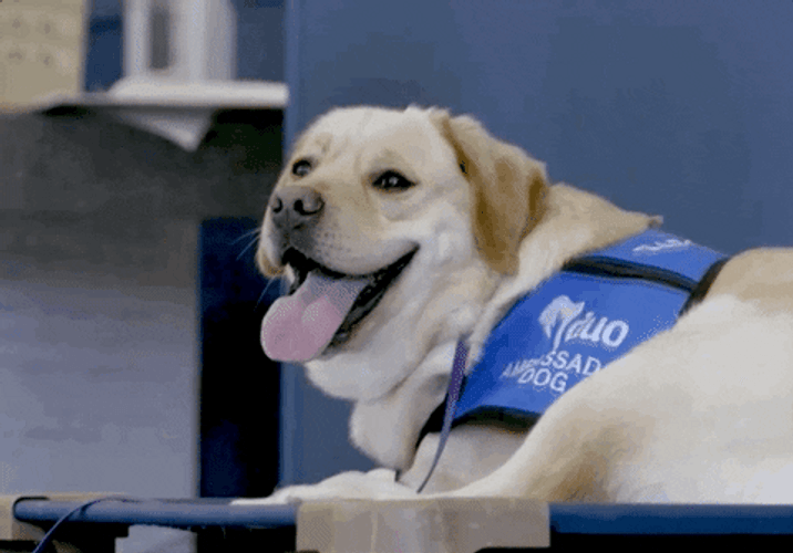 Happy Dog Catching Breath GIF