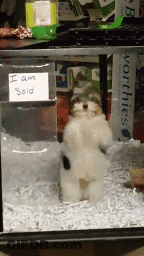 Happy Dog Cute Dance GIF