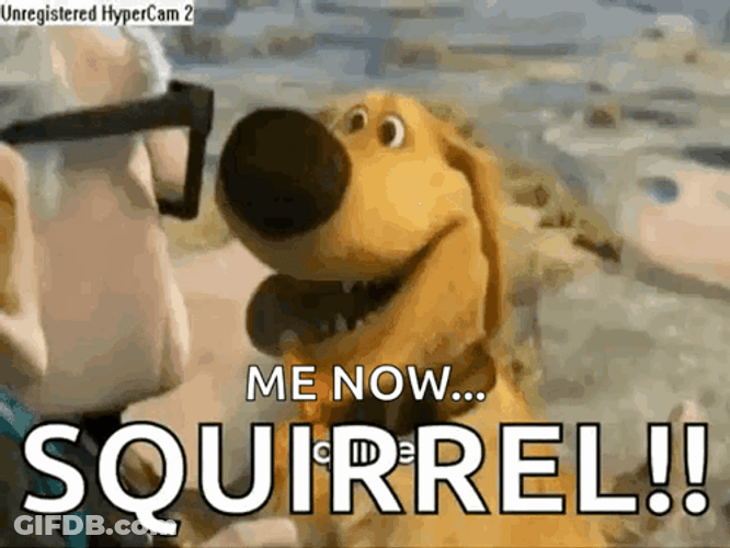 Happy Dog Distracted By Squirrel GIF