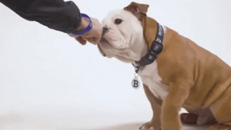 Happy Dog Fist Bump GIF