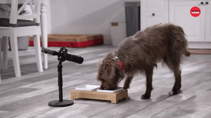 Happy Dog Food Artificial Free Day GIF