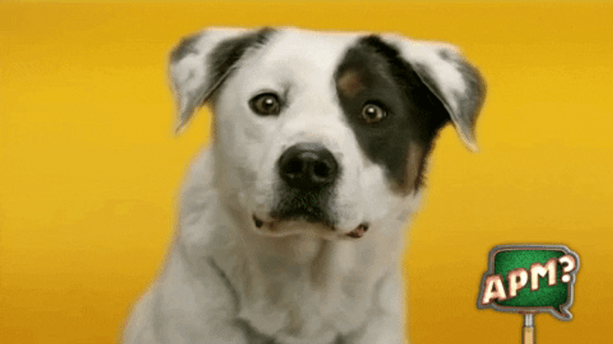 Happy Dog Human Teeth GIF