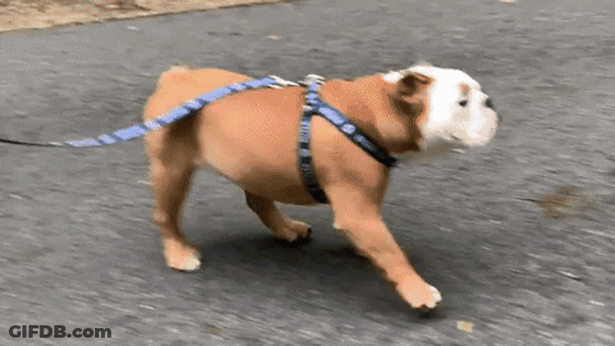 Happy Dog In Leash GIF