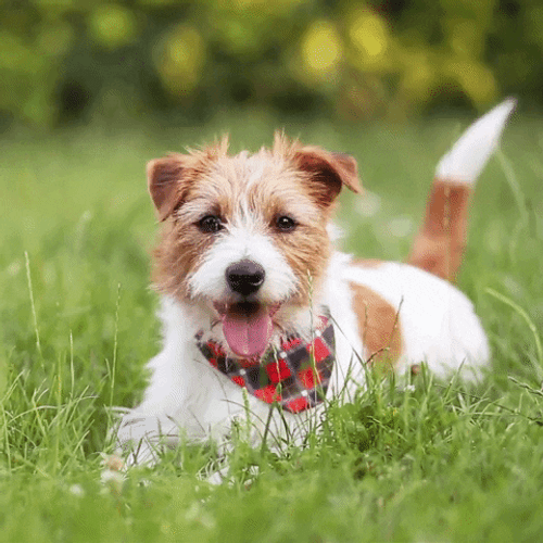 Happy Dog Lay On Grass GIF