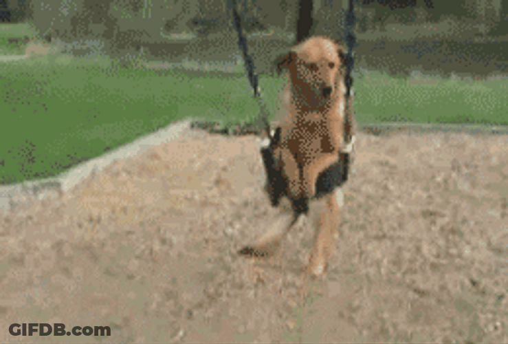 Happy Dog On Swing GIF
