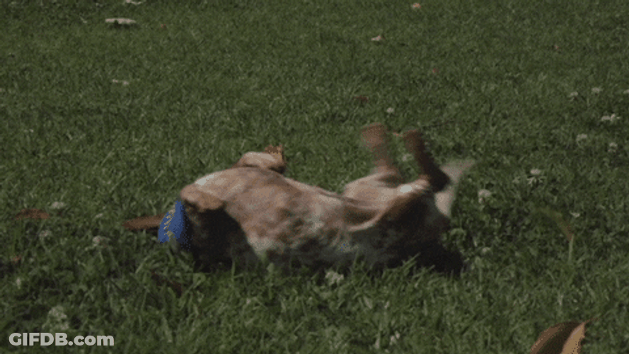 Happy Dog Play Grass GIF