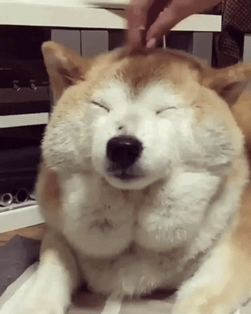 Happy Dog Rub Head GIF